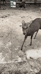 nara-deer